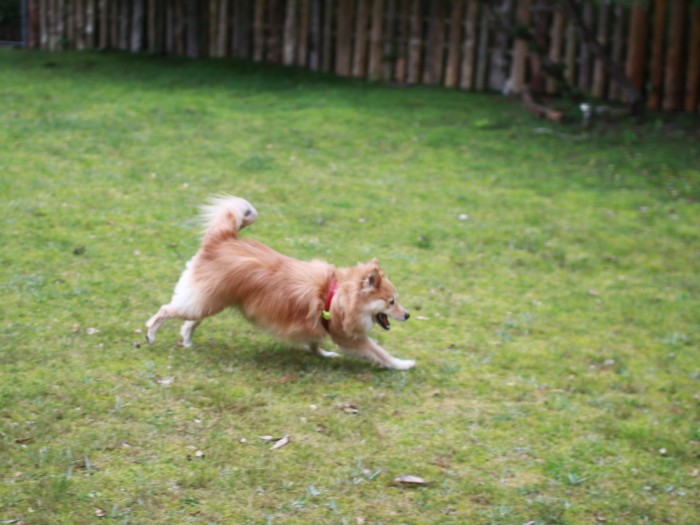同じく徳島のドッグラン