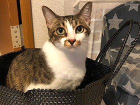 アイドル猫、人気急上昇中の後輩にセンターを奪われる危機？！　キジ白猫「モモ」