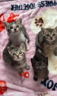 （画像提供：みやこねこさん）