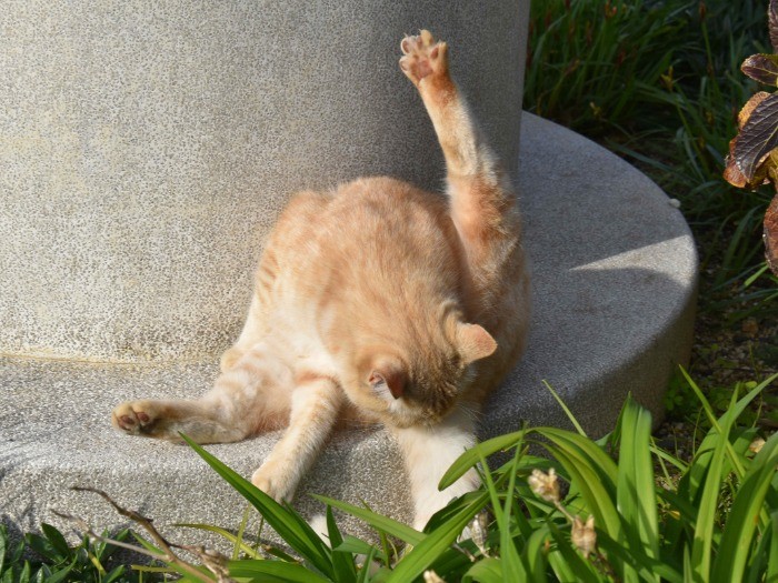 身だしなみを整える千太郎