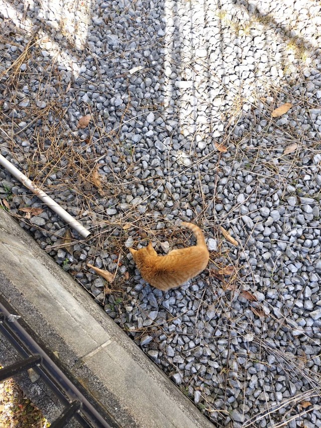 朝昼夕飯、お腹を空いたら鳴き止まなかったという（「つけ麺はぐるま」のSNS担当者さん提供）