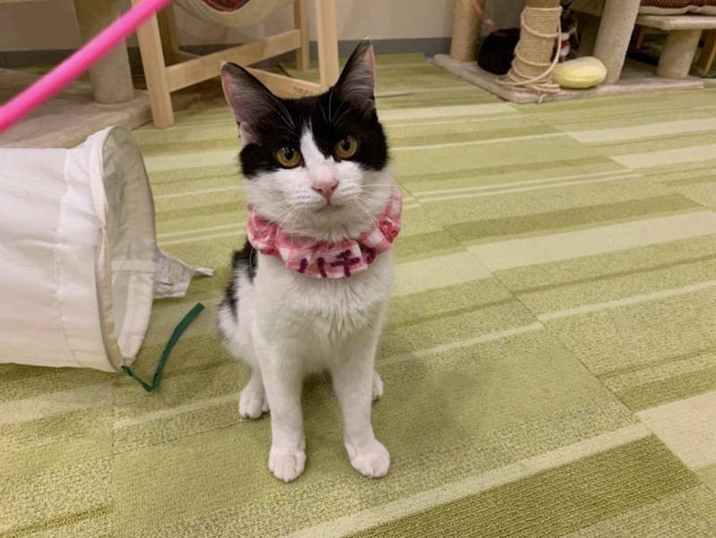 保護猫カフェ時代のリンリン（飼い主さん提供）
