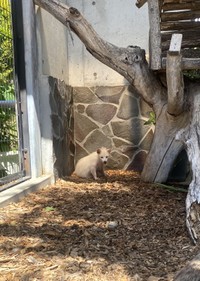 遠くの夏毛アキラさん　写真提供：周南市徳山動物園