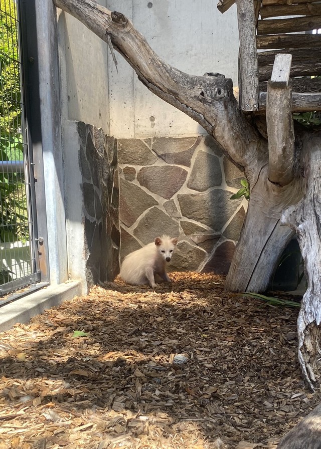 遠くの夏毛アキラさん　写真提供：周南市徳山動物園