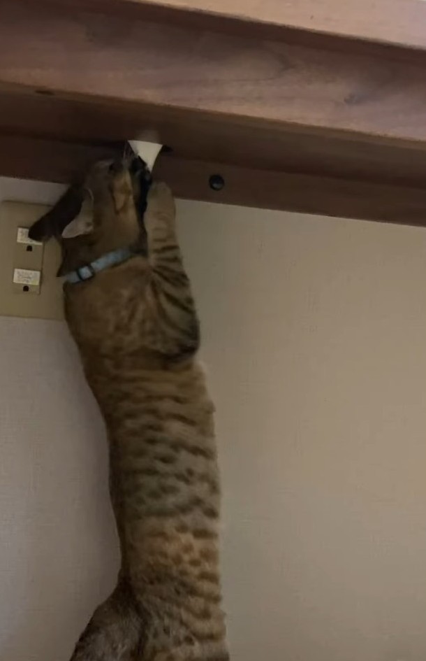 穴の下にはあぶらちゃんが！引っ張っていました（「保護猫あぶら&ぽんず」さん提供、Instagramよりキャプチャ撮影）