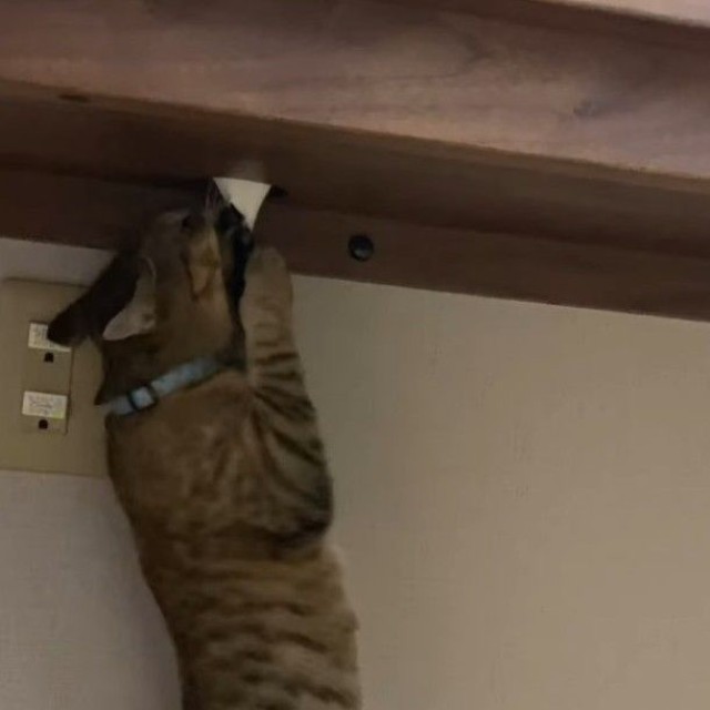 穴の下にはあぶらちゃんが！引っ張っていました（「保護猫あぶら&ぽんず」さん提供、Instagramよりキャプチャ撮影）