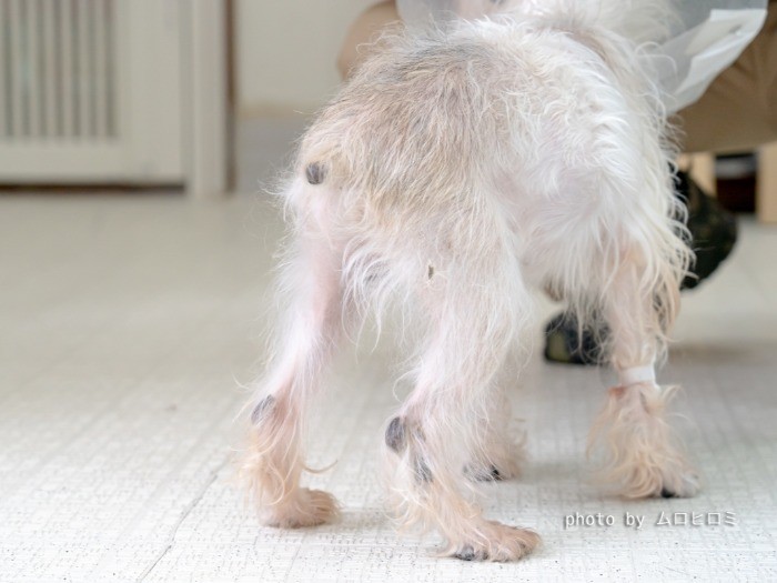 ほっそりした脚。これからたくさん歩こうね！毛並みももっとよくなるね