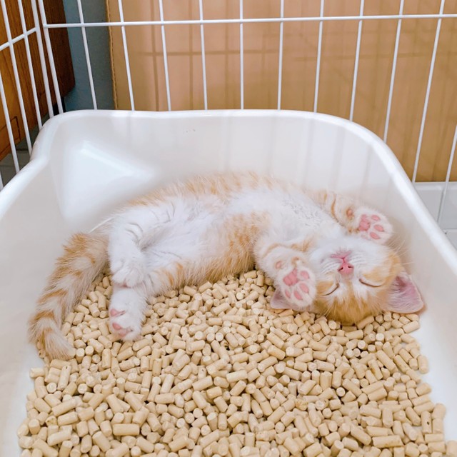 おちつくにゃん