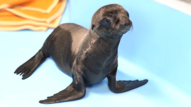 四国水族館 提供