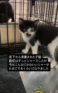 保護後は順調に人慣れ、「シャー」から甘えん坊へ（「はちわれ農園」さん提供、Instagramよりキャプチャ撮影）