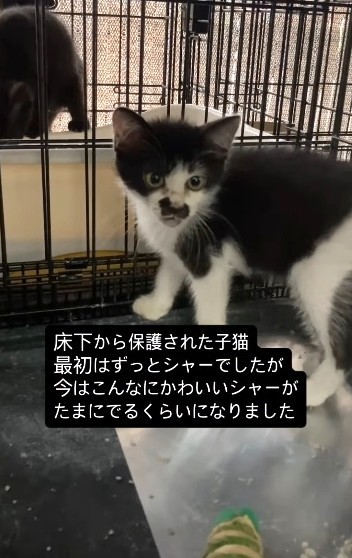 保護後は順調に人慣れ、「シャー」から甘えん坊へ（「はちわれ農園」さん提供、Instagramよりキャプチャ撮影）