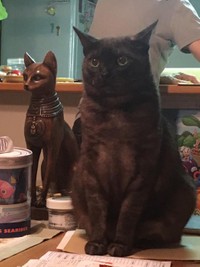 こちらがチョコちゃんです（提供：量販店エアコン工事ねこさん）