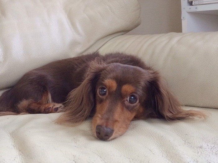 定位置のソファでくつろぐクレアちゃん