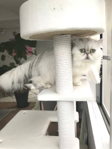 キャットタワーでポーズ（早坂さん提供）