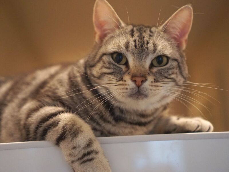 冷蔵庫の上で。「今日も猫クイズしにきたの？あたしは何匹目かな」