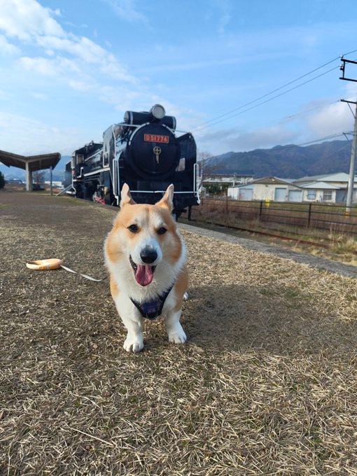 蒸気機関車の前で記念撮影をするぷっちょくん（画像提供：コーギーのプッチーニさん）