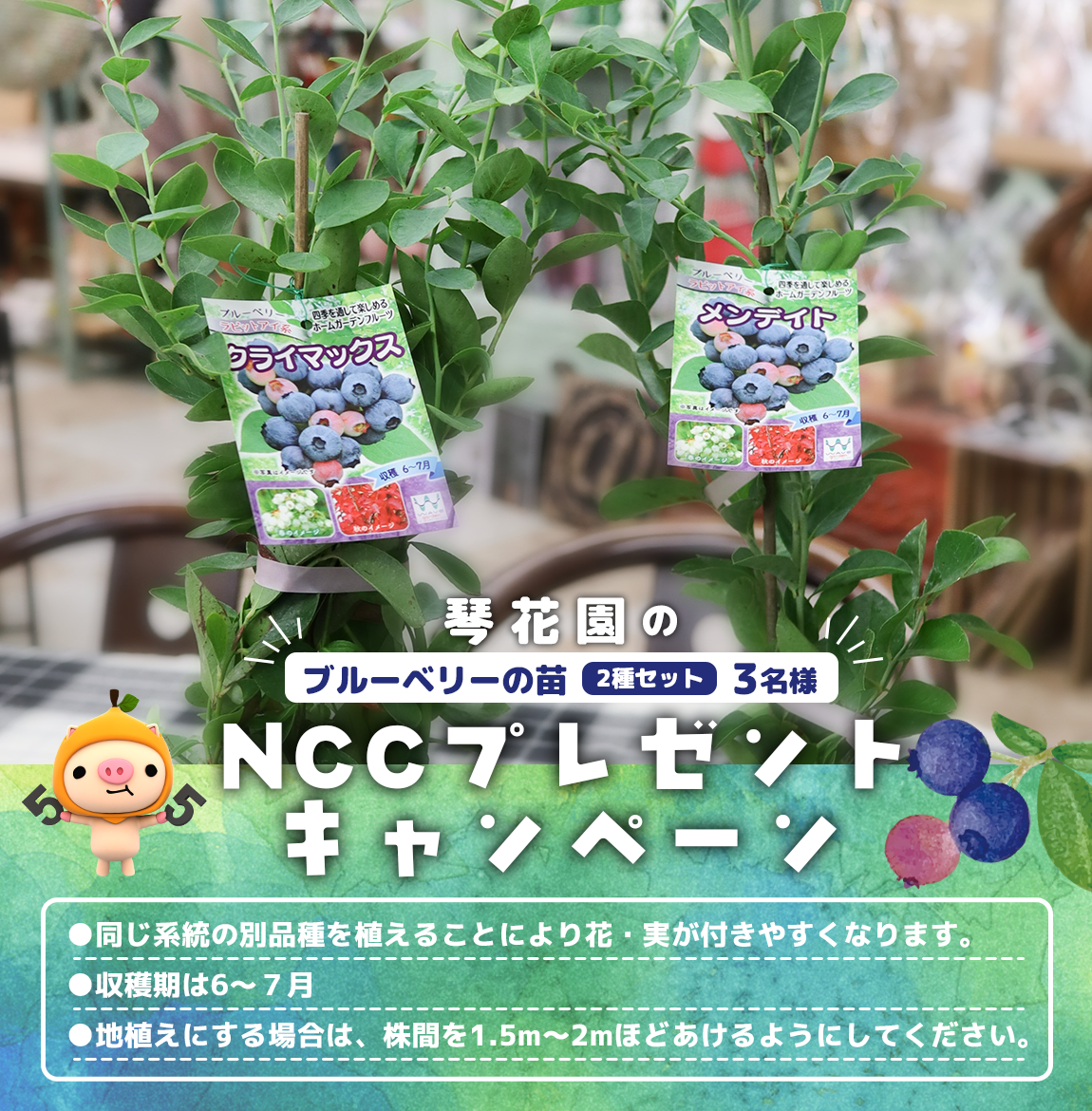 プレゼントキャンペーン