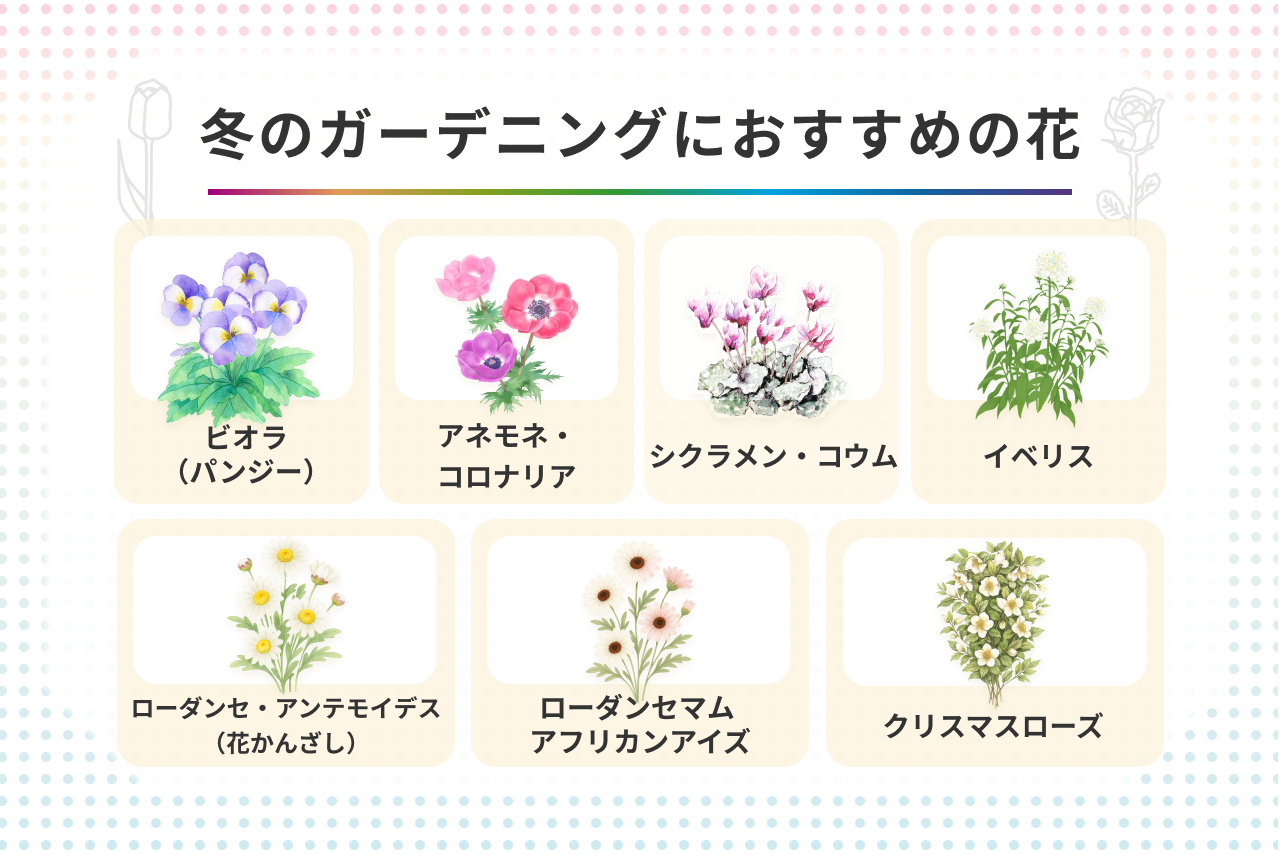 専門家が教える】冬のガーデニングにおすすめの花一覧 寒さに耐える花