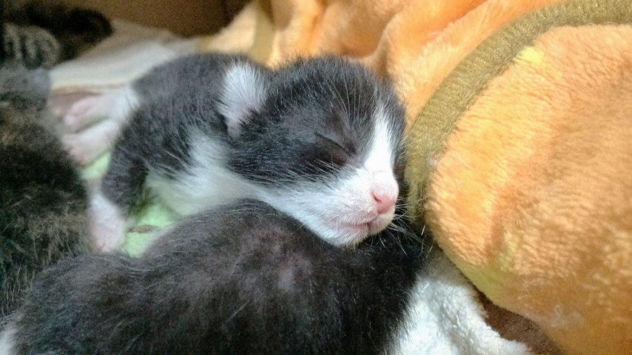 生後３日　はち