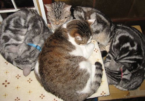 ミャーはいつでもみんなの中心