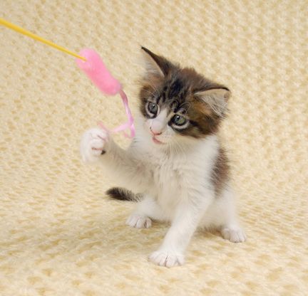 「なぜ？の図鑑」学研プラス提供