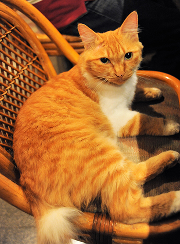 椅子の上でくつろぐ栄ちゃん