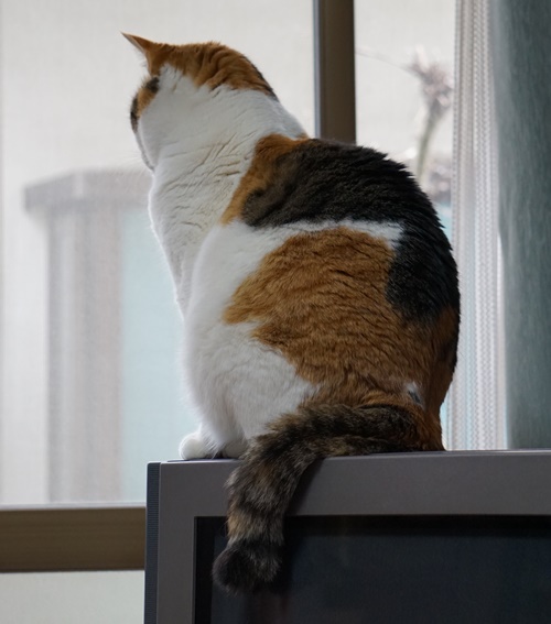 「テレビの上にいるみぃ子を見ると、「時々ロッキーの姿と重なる」と克也さん