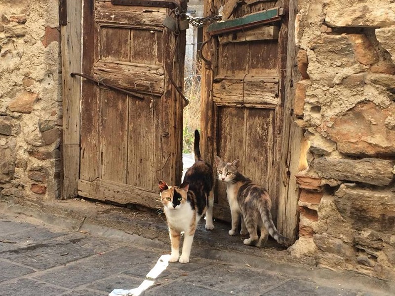 近所の廃墟が猫のすみかに。