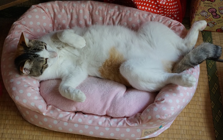 おなかを見せて甘える、みぃ子