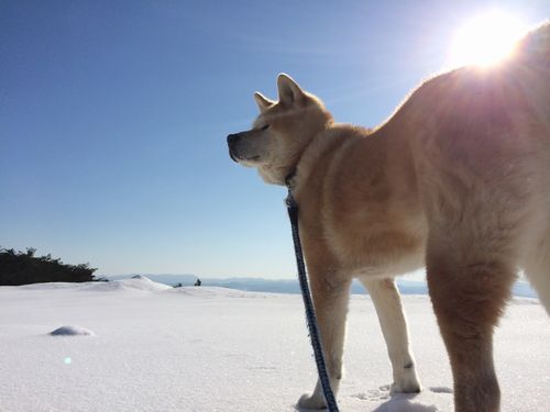 ＳＯＲＡアニマルシェルター提供