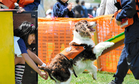 新しい救助犬と一緒に最初の 24 時間を生き延びる方法
