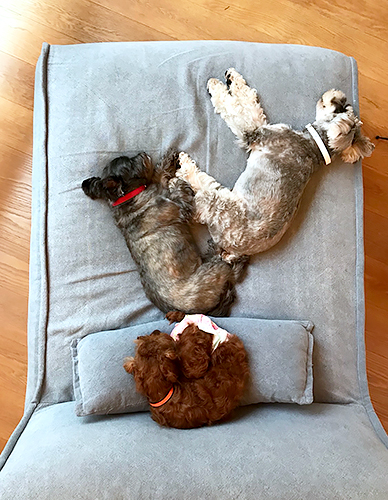 ３匹が一緒に寝ている、幸せな一コマ