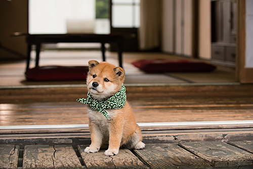 １３代目豆助（２０１４年４月～同年９月）＝テレビ大阪提供