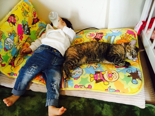 哺乳瓶を飲む楓馬君（隣はお嫁さんの連れ猫びーちゃん）