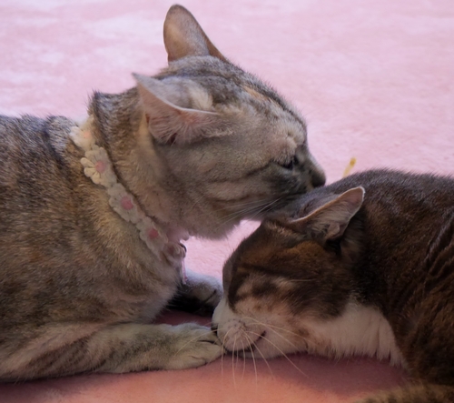 ２匹の”仲よしぶり”が歩さんを癒してきた