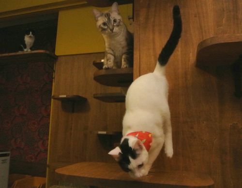 ネコリパブリックの猫＝東京都文京区