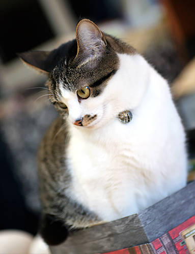 「ももちゃんファン」の客が撮影した写真も多数ある（大塚さん提供）