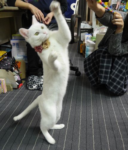 事務所内で興奮して遊ぶ「ちはる」このたび良縁に恵まれ譲渡先が決まった