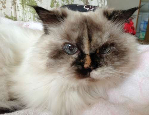 １７歳のアイちゃん。鼻の模様がチャームポイント＝１４年１２月、田中さん提供