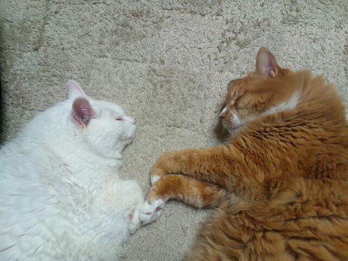 「ポン」としあわせそうに寝る「マツコ」（辰巳出版 / 佐竹茉莉子)