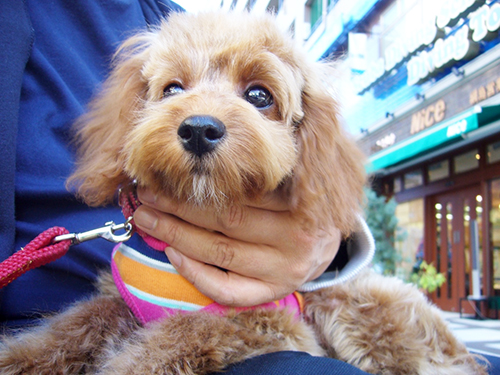 体調が少し落ち着き、ようやくトリミングデビュー