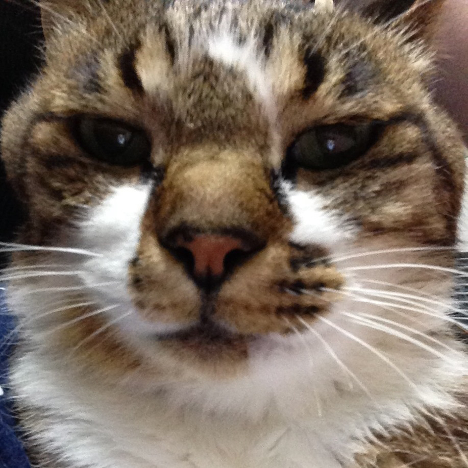 楽天トラベル提供