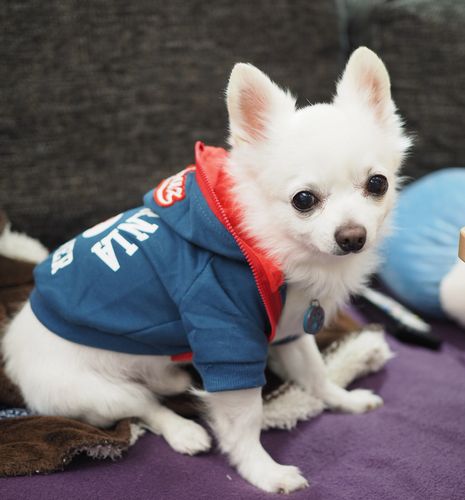 愛嬌たっぷりだったココ