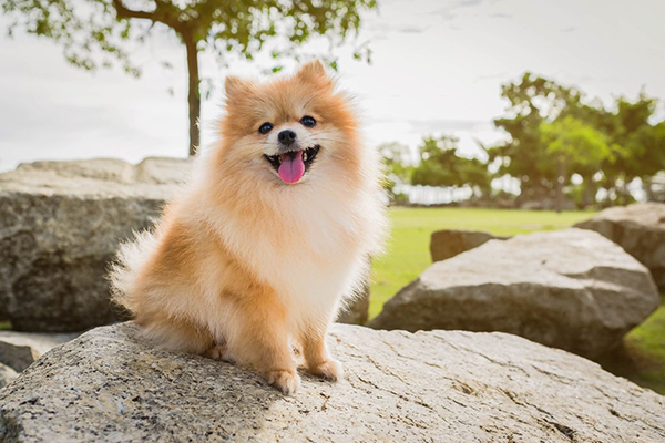 しぐさで犬の気持ちがわかる！ カーミング・シグナルって何？ | 犬・猫