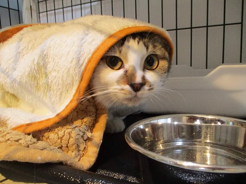 今は新たな家族と暮らす、保護猫ミニー