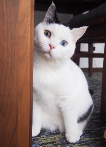 段ボールが財産の「まんぷく」（辰巳出版 / 佐竹茉莉子)