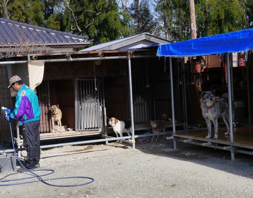 実家の敷地内に作った大型犬施設　約１０頭いて散歩だけでも大変だ