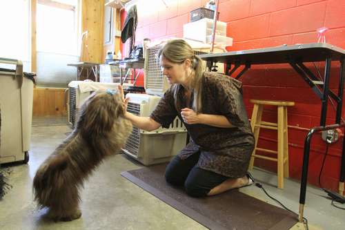 出所後トリマーとして雇用されたペット美容室でのレイチェル（ｃ）大塚敦子