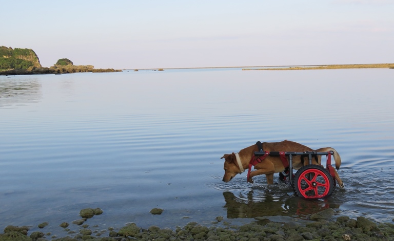 サンゴ礁の海辺で遊ぶラッキー（撮影＝小林照幸）
