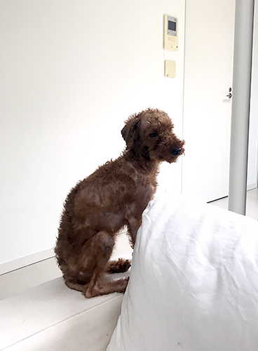 来て１週間で走れるようになった